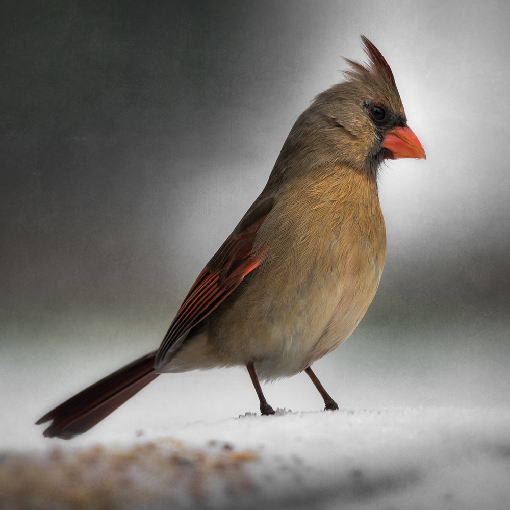 what does a visit from a female cardinal mean