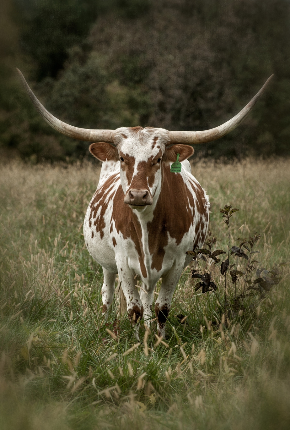 longhorn cow_color